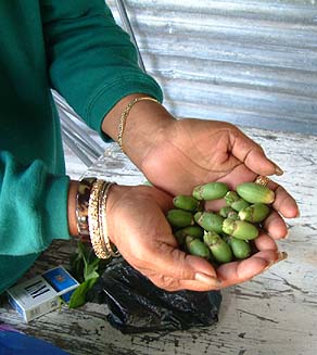 Betel nuts