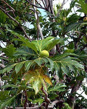 Breadfruit