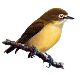 Bridled White Eye