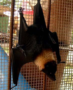 Fruit Bat