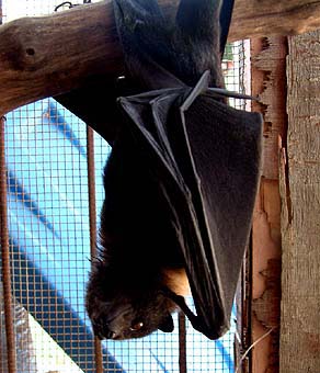 Fruit Bat