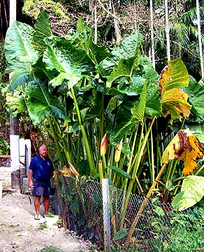 Giant Taro