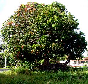 Mango Tree