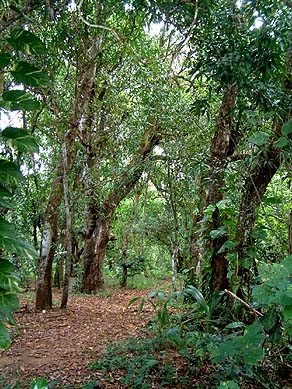 Mangos