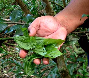 Medicine leaves