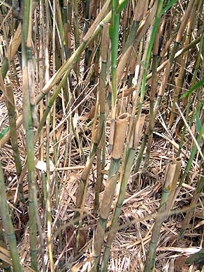 Phragmites