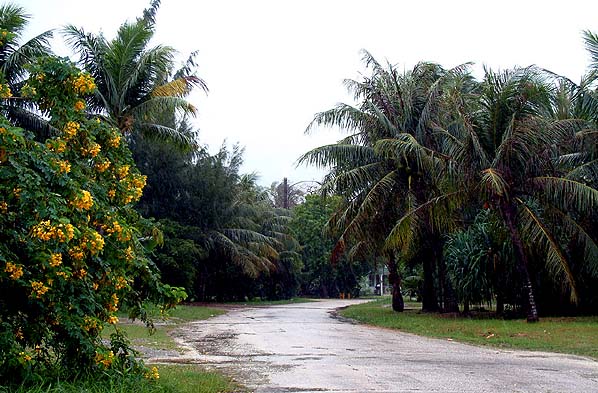 Rainy road