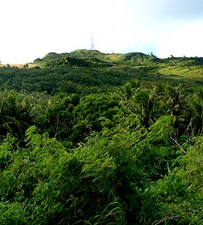 Tangantangan forest