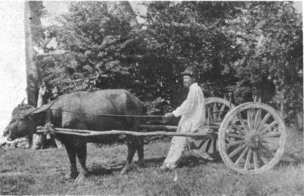 Bullcart