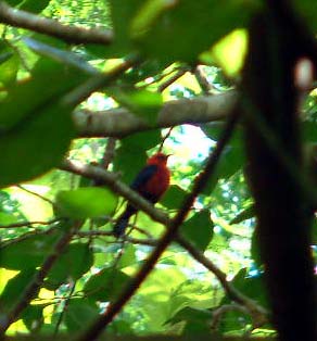 Cardinal Honey Eater