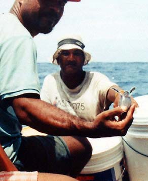 Releasing a turtle