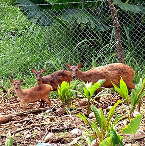 Sambar deer