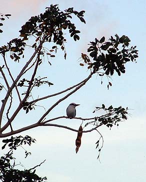 Kingfisher