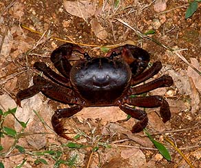 Land crab