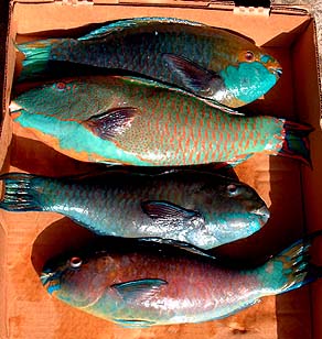 Parrotfish