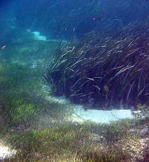 Seagrass