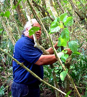 Harvesting medicine