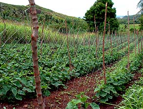 Cucumbers