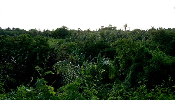 Green forest