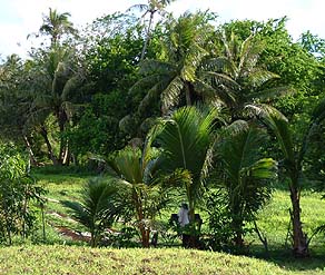 Malojloj Farm