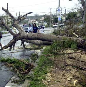 Tree Down