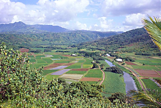 Hanalei River