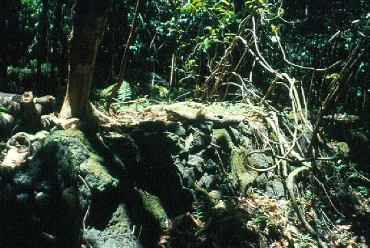 Manoa Valley forest