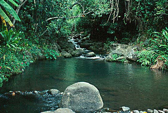 Limahuli Stream Pool