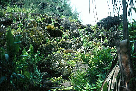 Entrance to Heiau