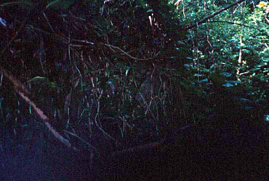 Lohi'au House Platform