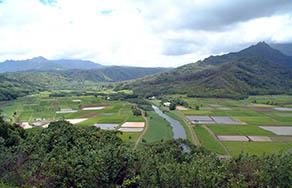 Hanalei Farming