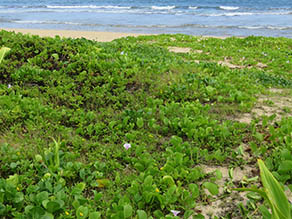 Beach morning glory