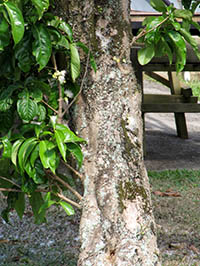 Mountain Apple trunk