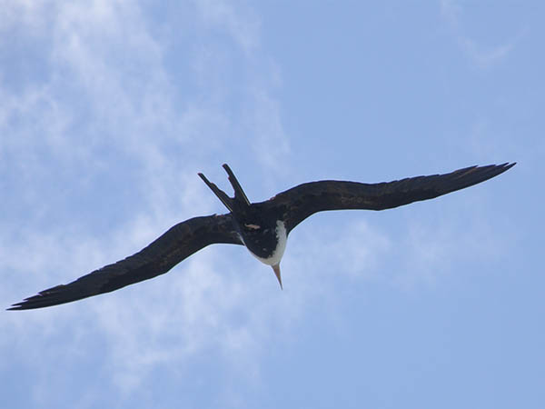 Frigate Bird