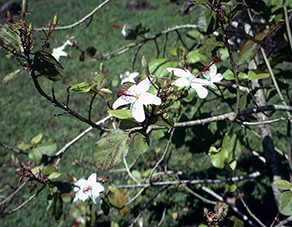 Hibiscus