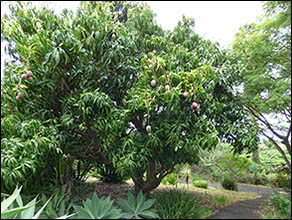 Mango tree