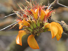 Wiliwili flower