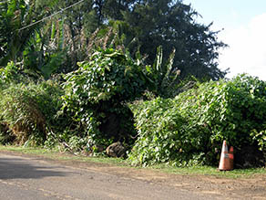 Pohaku Loa 2017