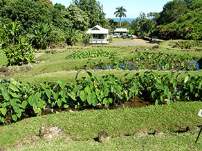 Limahuli Lo`i