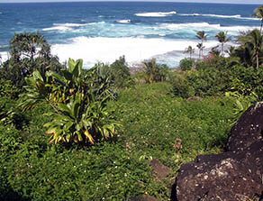 Overgrown terraces