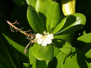 Naupaka Kahakai