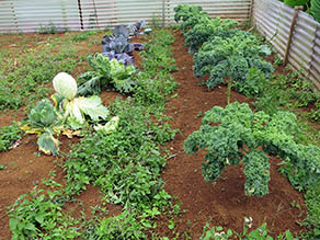 Vegetable Garden