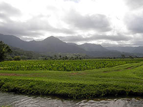 Hanalei Lo`i