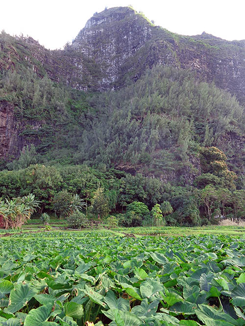 Taro at Makana