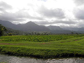 Taro Hanalei