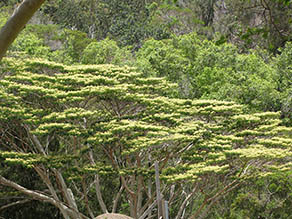 Albizia