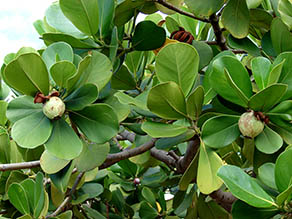 Autograph tree