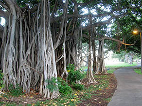 Banyan tress