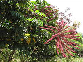 Octopus Tree