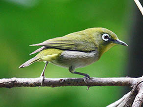 Japanese White Eye